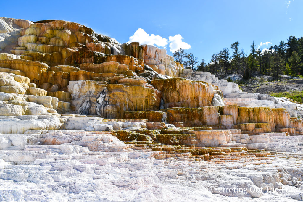 Mammoth Hot Springs terraces