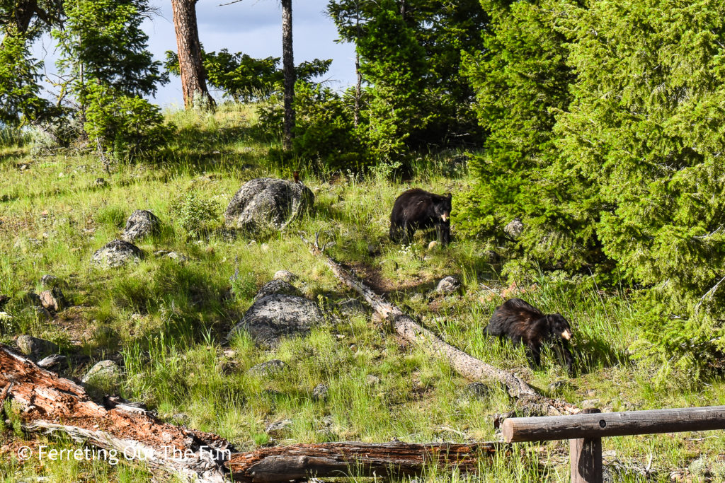 Yellowstone brown bears