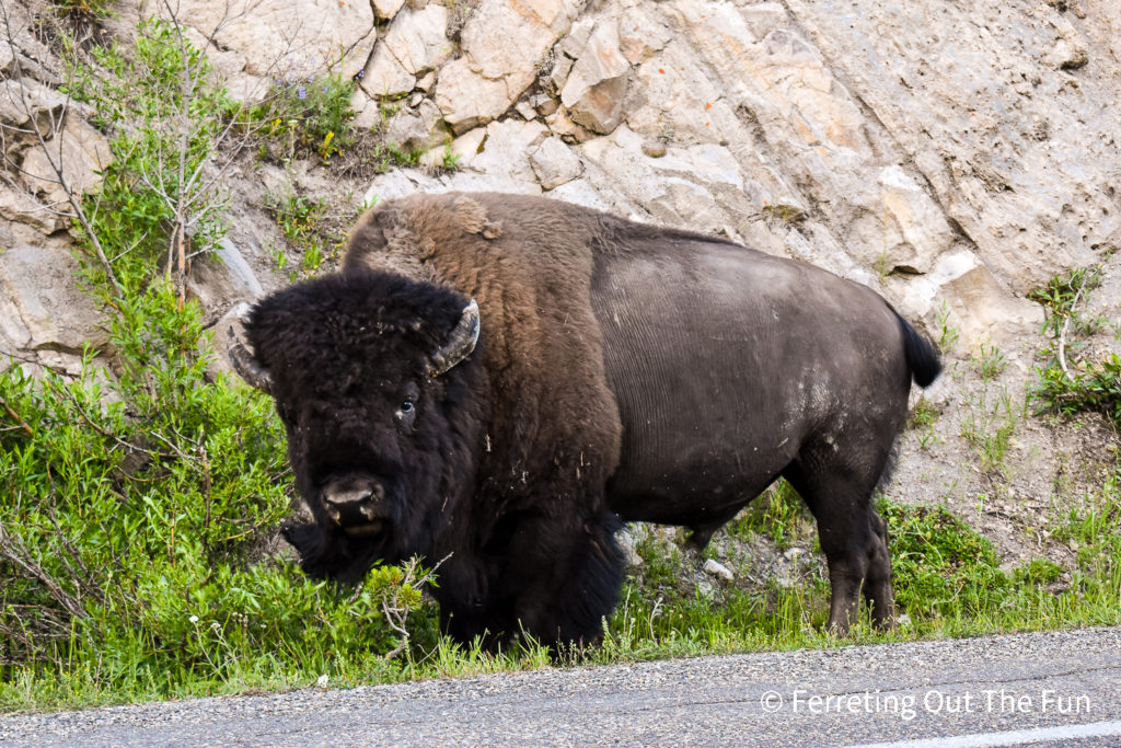 Yellowstone bison