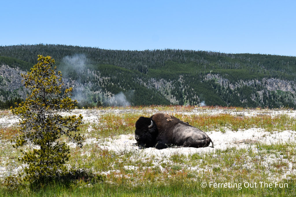 Yellowstone bison