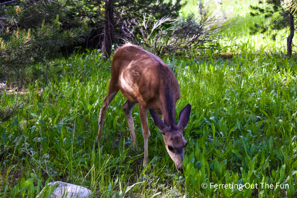 Baby Elk Grand Teton National Park