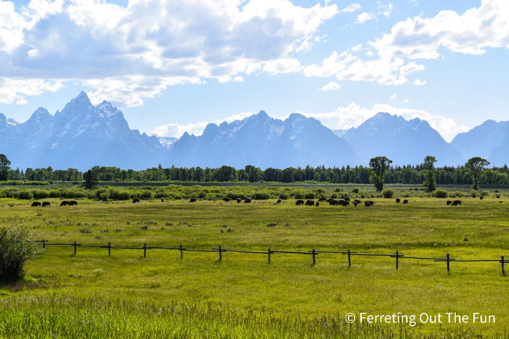 Grand Teton Bison Herd