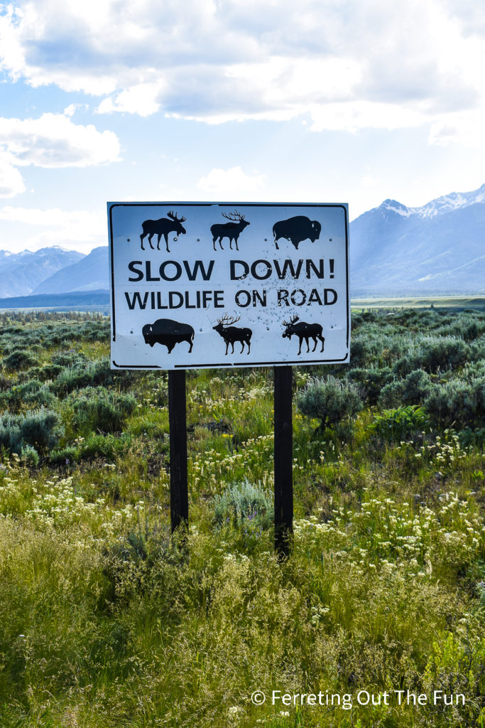 Animal Crossing sign in Grand Teton National Park, Wyoming. Watch out for elk!