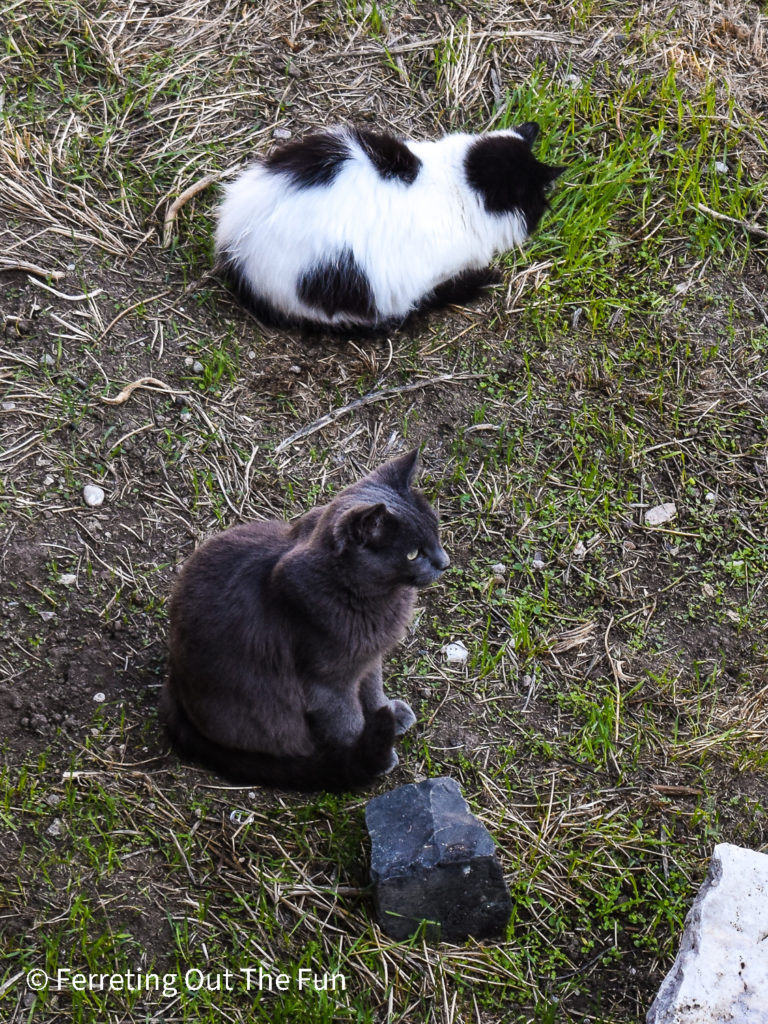 Largo di Torre Argentina cat sanctuary in Rome