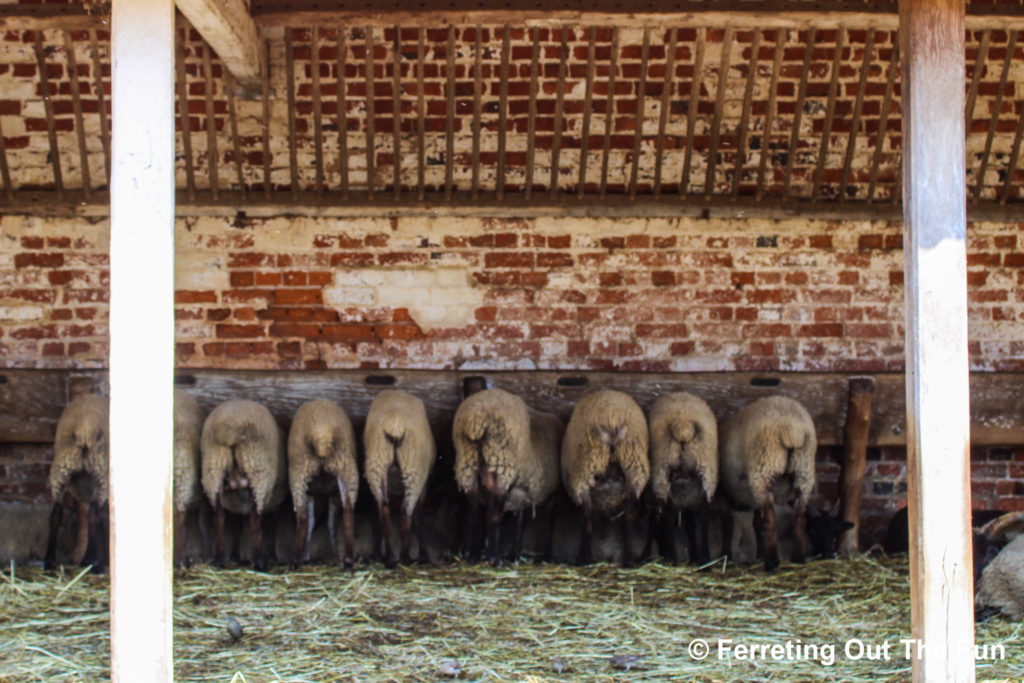 Mount Vernon sheep