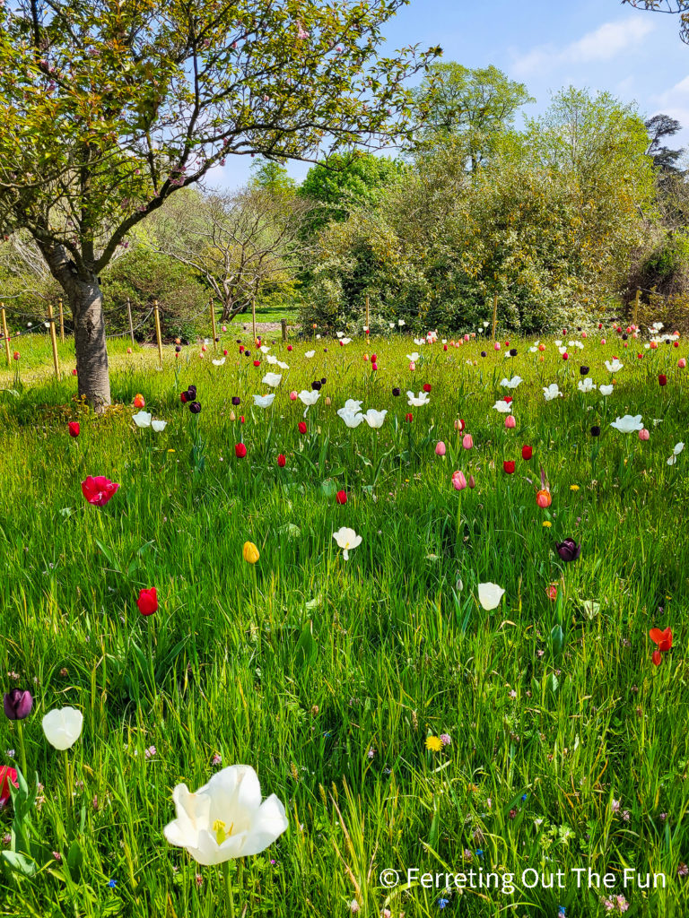 Tulips blooming in a meadow during a spring day trip to Kew Gardens, London