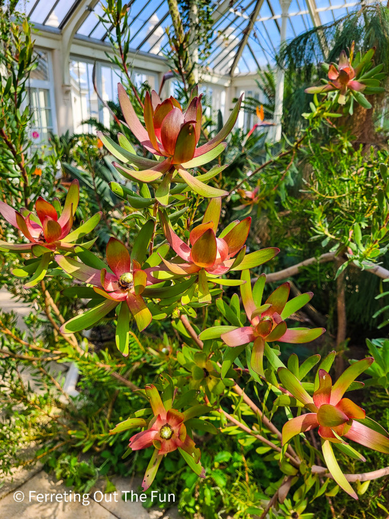 Exotic flowers bloom in a glasshouse at Kew Gardens, London