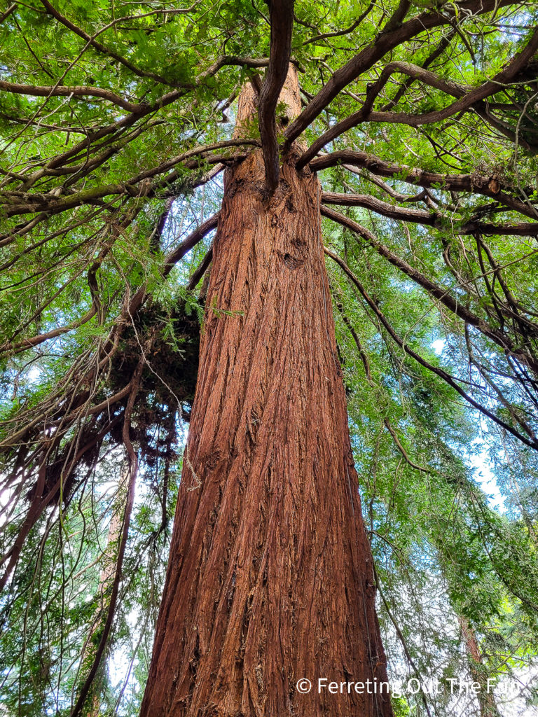 A giant redwood tree in the Kew Gardens Arboretum. 