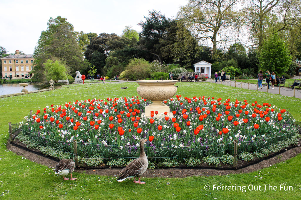 Kew Gardens Tulips