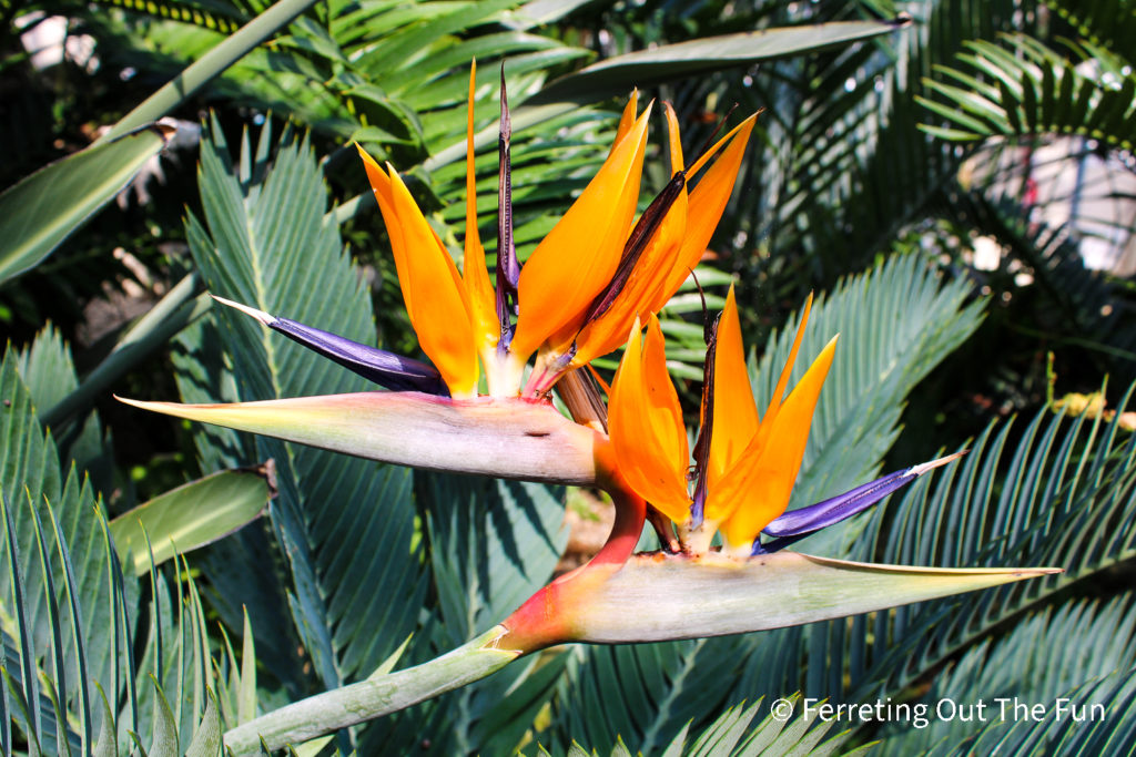 Birds of Paradise Plant