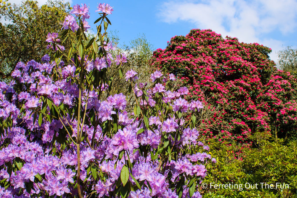 Kew Gardens Rhododendron Dell