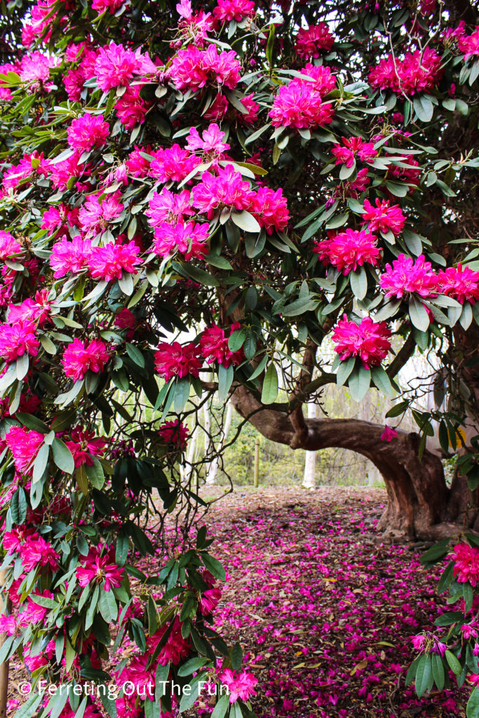The Rhododendron Dell at Kew Gardens looks like an enchanted forest