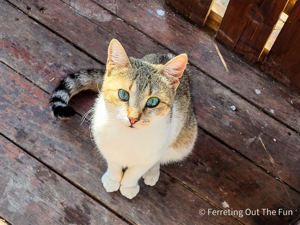 Tunisian cat