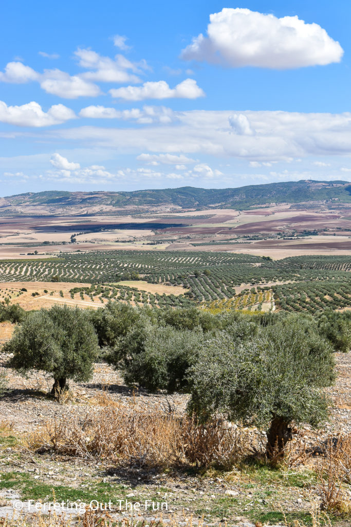 An olive grove in northern Tunisia