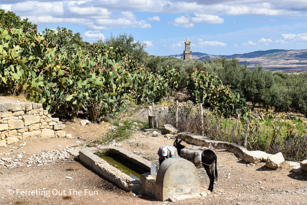 Man and donkey at a well with cactus