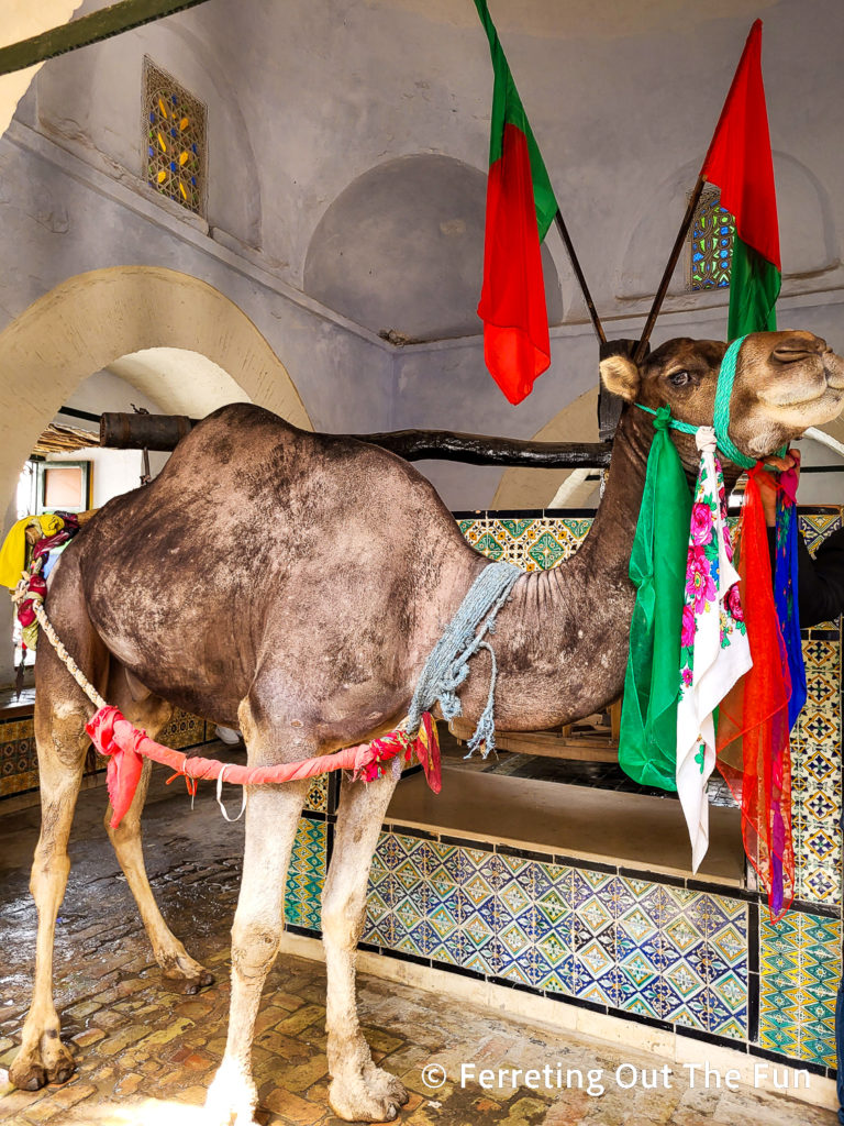 A camel powered water wheel at the Bir Barouta well in Kairouan Tunisia