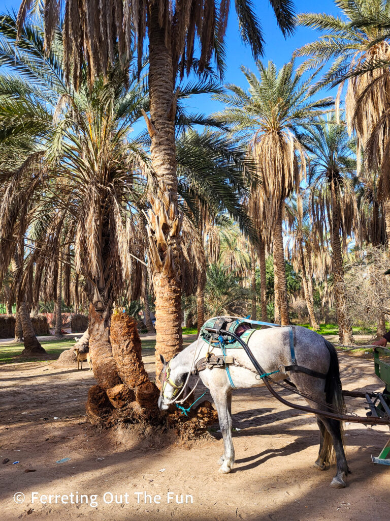 A horse nibbling on a date palm tree in the Tozeur oasis, Tunisia