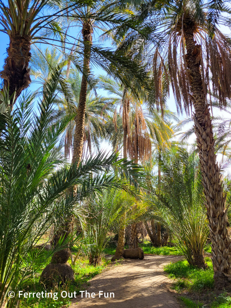 Strolling through the Tozeur date palm grove, an oasis in southern Tunisia