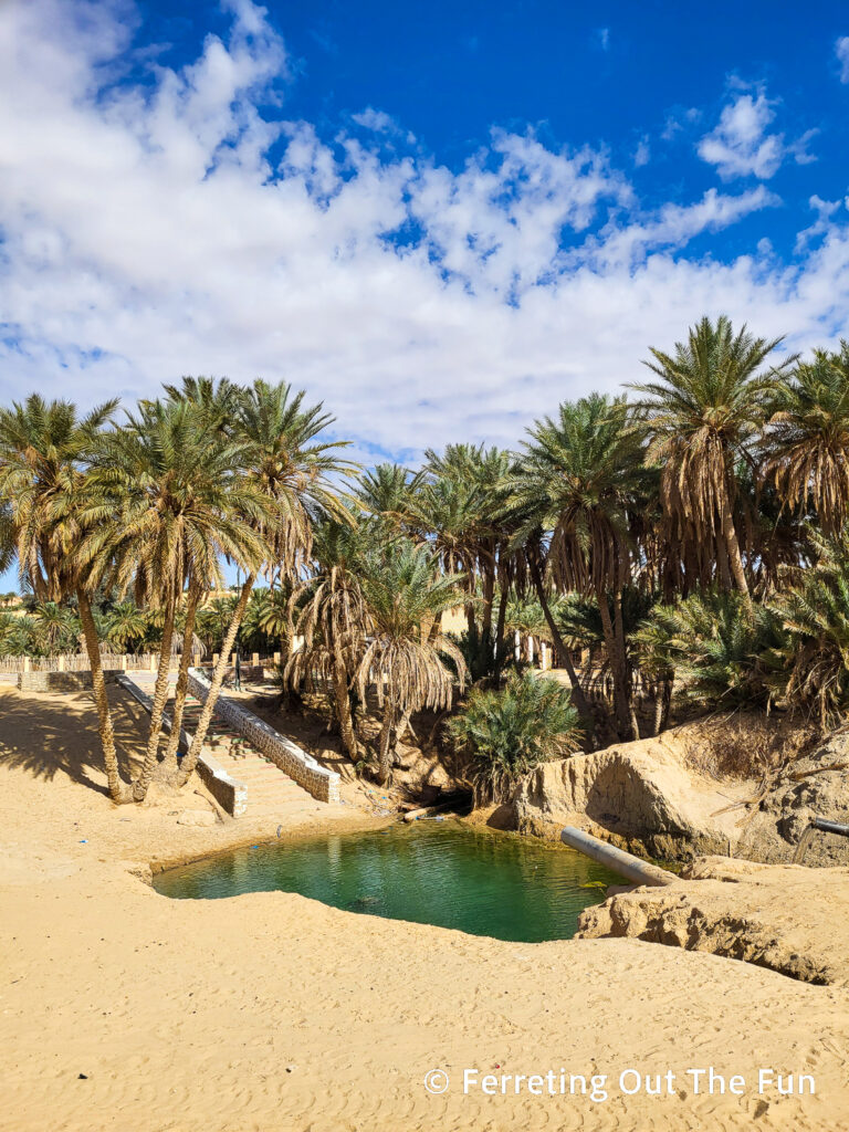 Tozeur oasis and date palm grove in Tunisia
