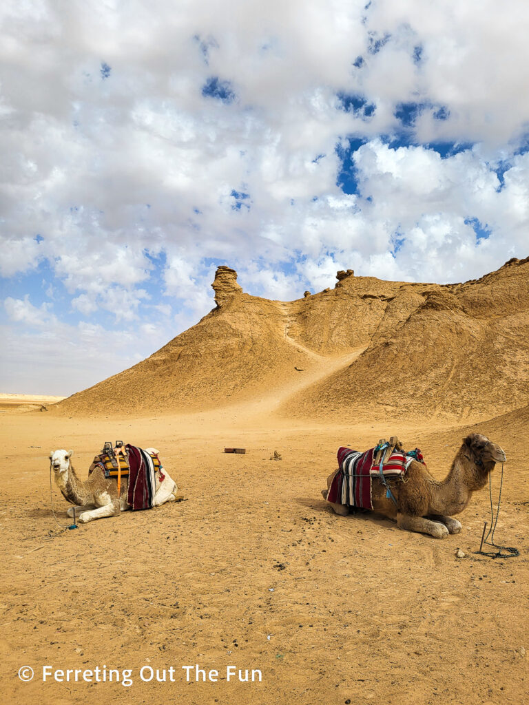Camels wait for riders at Ong Jemal in southern Tunisia
