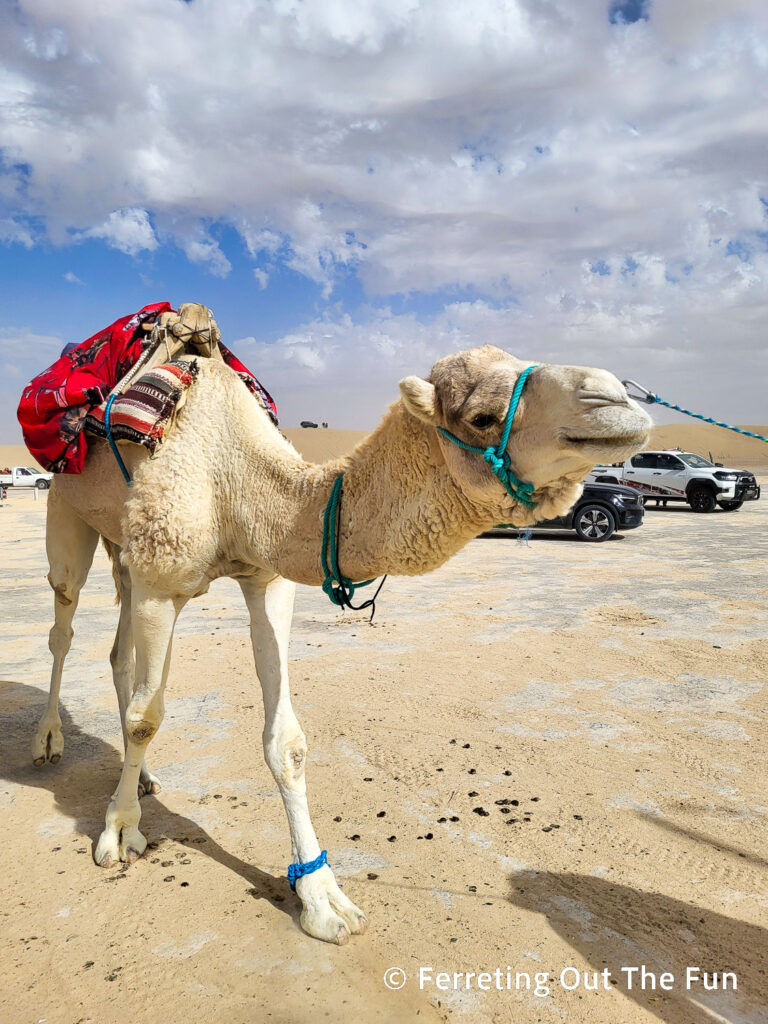 A camel ready for a rider in the Sahara Desert, Tunisia