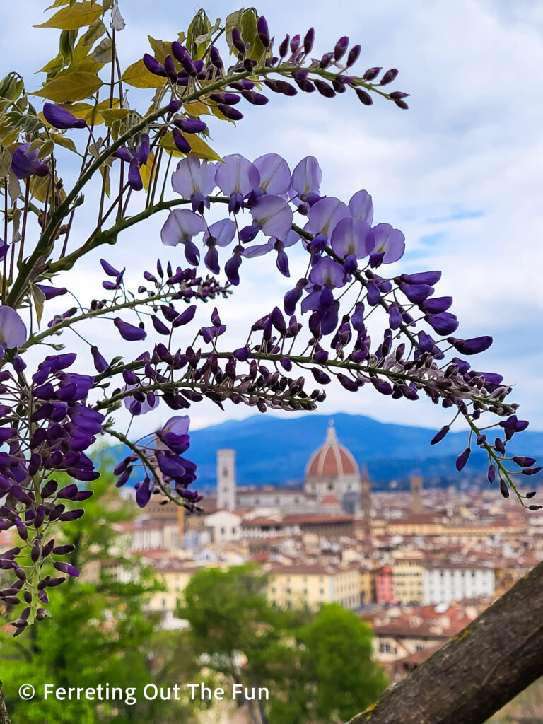 Bardini Gardens wisteria blooms framing the Florence Duomo, in mid-April