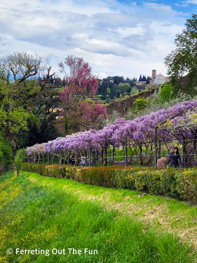 Bardini Gardens wisteria blooms in Florence