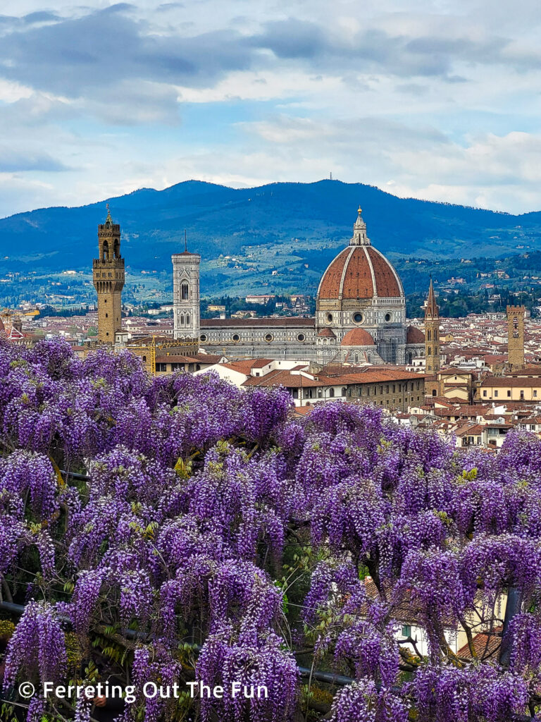 Wisteria in full bloom in Bardini Gardens, Florence