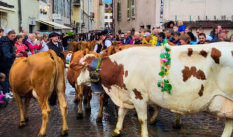 Annecy Cow Festival